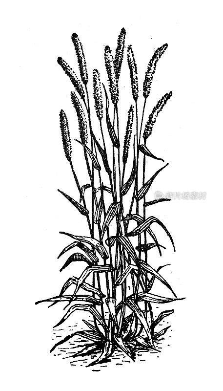 古董插图:提摩西(Phleum pratense)